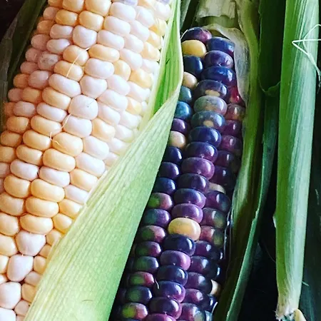 L'estivante * Saint-Austremoine